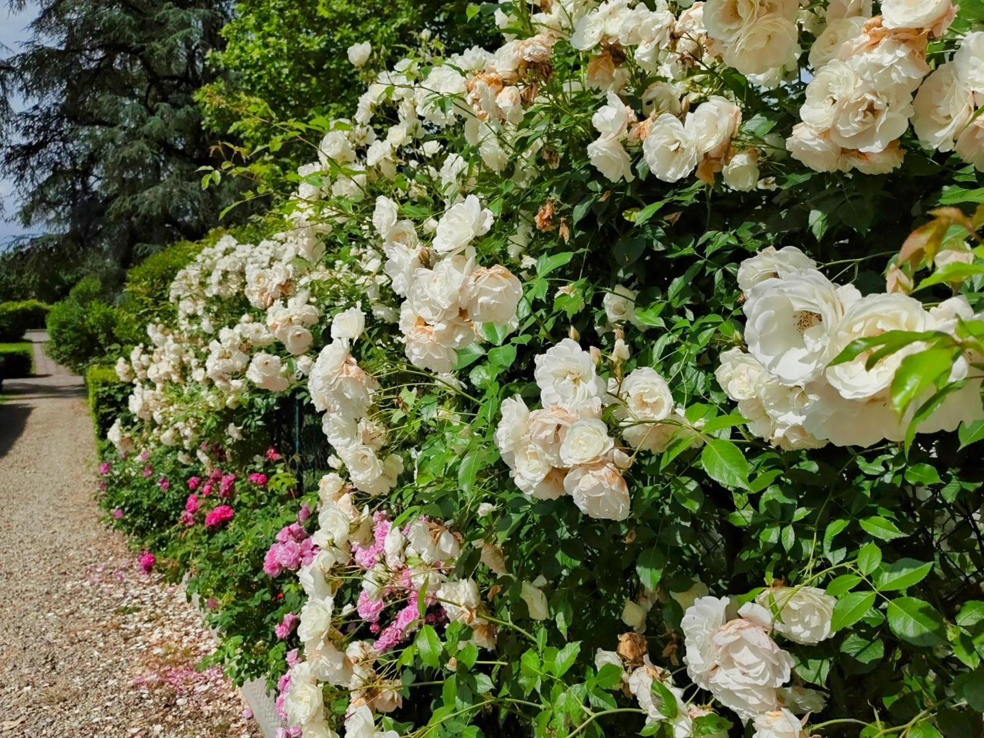 Villa Torricelli Scarperia - Il Giardinetto Residence ภายนอก รูปภาพ